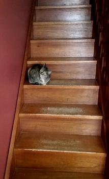 cat on the stairs at the Royal Arms BNB, Nimmitabel